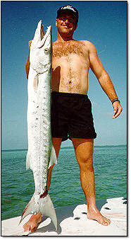 Barracuda on the flats of the keys