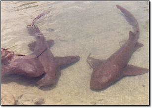 Nurse Sharks