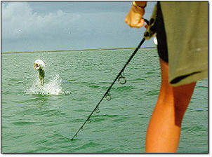 Tarpon Jump Key West