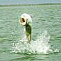 Flyfishing Tarpon in Key West